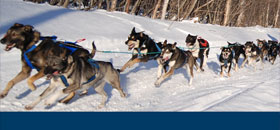 A Tale of Two Iditarods